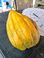 Πεπόνι ''Banana Melon'' - Image 3