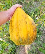 Πεπόνι ''Banana Melon'' - Image 4