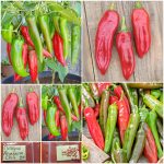 Πιπεριά ''Anaheim Chili'' Καυτερή