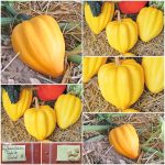 Κολοκυθάκι ''Table Gold'' Παραδοσιακό