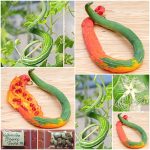 Κολοκύθα ''Snake Gourd'' Φιδοκολοκύθι