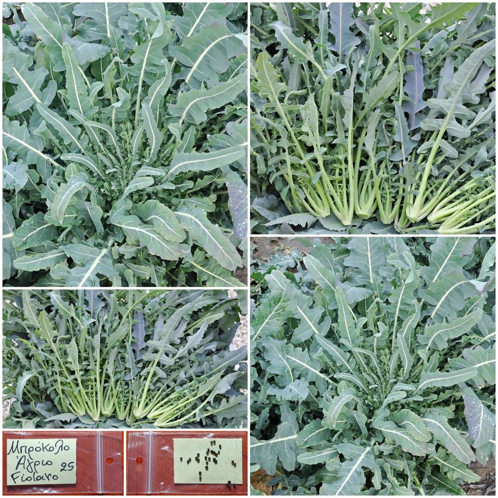 1333 Μπρόκολο 'Αγριο ''Fiolaro'' Παραδοσιακό BIO - Image 1