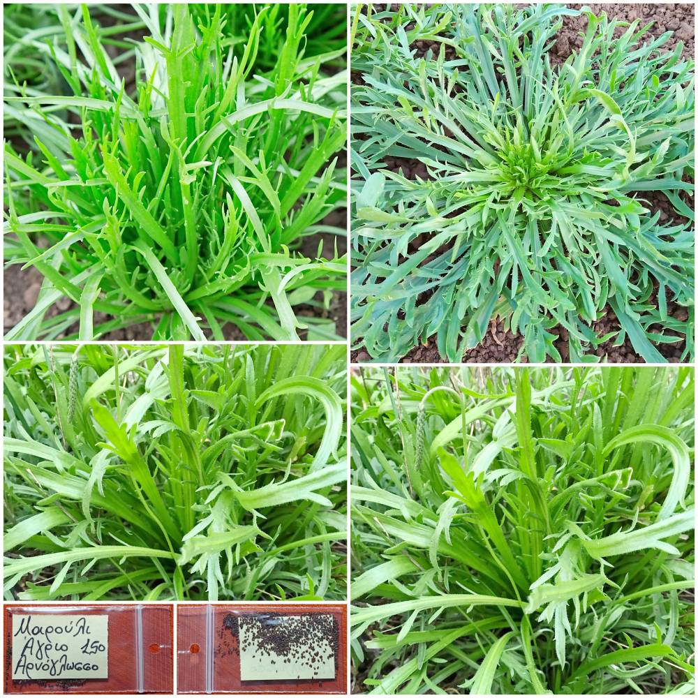 1338 Μαρούλι Άγριο ''Bucks Horn Plantain'' - Αρνόγλωσσο Παραδοσιακό BIO - Image 1