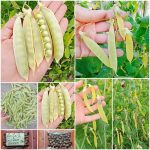 Μπιζέλι ''Golden Sweet'' Παραδοσιακό BIO