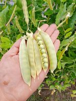 Μπιζέλι ''Golden Sweet'' Παραδοσιακό BIO - Image 2
