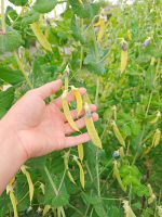 Μπιζέλι ''Golden Sweet'' Παραδοσιακό BIO - Image 4