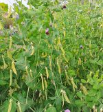 Μπιζέλι ''Golden Sweet'' Παραδοσιακό BIO - Image 5