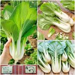 Λάχανο Pak Choy ''Prize Choy'' Παραδοσιακό BIO