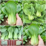 Λάχανο Pak Choy ''Shanghai'' Παραδοσιακό BIO