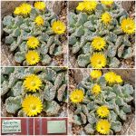 Παχύφυτο ''Titanopsis Calcarea'' - Κάκτος