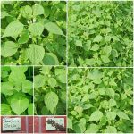 Βασιλικός ''Shiso'' Πράσινος Παραδοσιακός