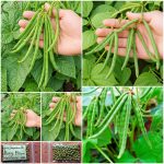 Αμπελοφάσουλο ''Mung Bean'' Ροβίτσα Καθιστό