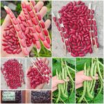 Φασόλι ''Red Kidney'' Κόκκινο Παραδοσιακό Καθιστό
