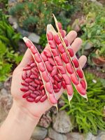 Φασόλι ''Red Kidney'' Κόκκινο Παραδοσιακό Καθιστό - Image 2
