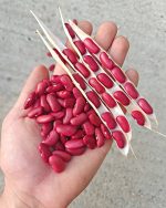 Φασόλι ''Red Kidney'' Κόκκινο Παραδοσιακό Καθιστό - Image 4