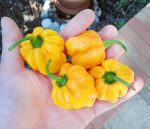 Πιπεριά ''Habanero Yellow'' Κίτρινη Καυτερή - Image 2
