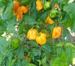 Πιπεριά ''Habanero Yellow'' Κίτρινη Καυτερή - Image 3
