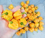 Πιπεριά ''Habanero Yellow'' Κίτρινη Καυτερή - Image 4