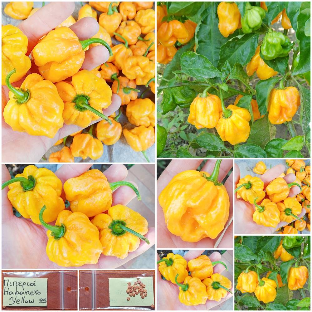 1354 Πιπεριά ''Habanero Yellow'' Κίτρινη Καυτερή - Image 1