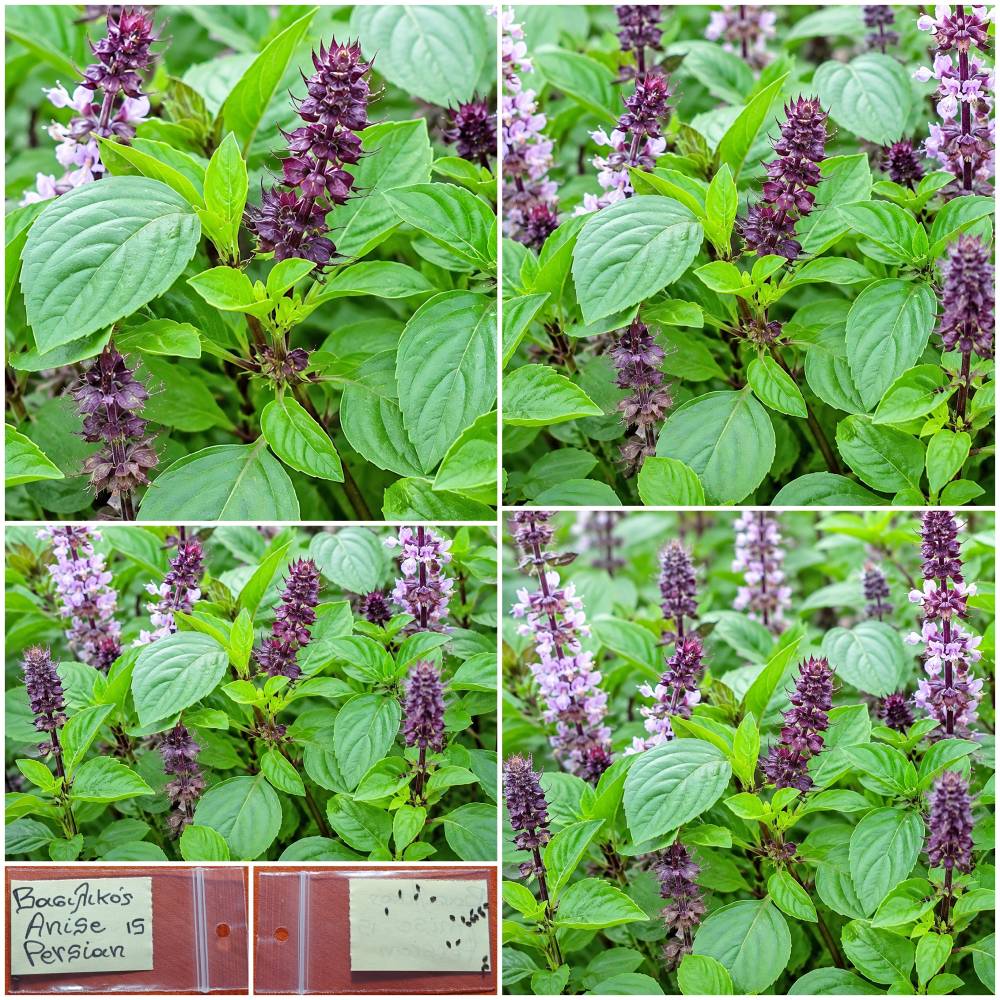 1355 Βασιλικός ''Anise Persian'' Παραδοσιακός - Image 1