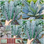 Λαχανίδα Kale ''Dazzling Blue'' Παραδοσιακή BIO