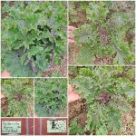 Λαχανίδα Kale ''Wild Red'' Άγρια Παραδοσιακή BIO