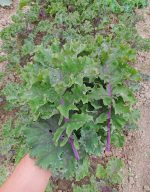 Λαχανίδα Kale ''Wild Red'' Άγρια Παραδοσιακή BIO - Image 2