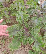 Λαχανίδα Kale ''Wild Red'' Άγρια Παραδοσιακή BIO - Image 3