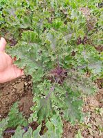 Λαχανίδα Kale ''Wild Red'' Άγρια Παραδοσιακή BIO - Image 4