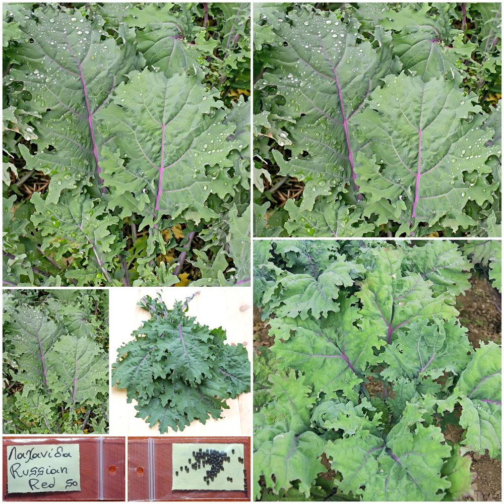1358 Λαχανίδα Kale ''Russian Red'' Παραδοσιακή BIO - Image 1