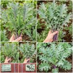 Λαχανίδα Kale ''Russian Hunger Gap'' Παραδοσιακή BIO