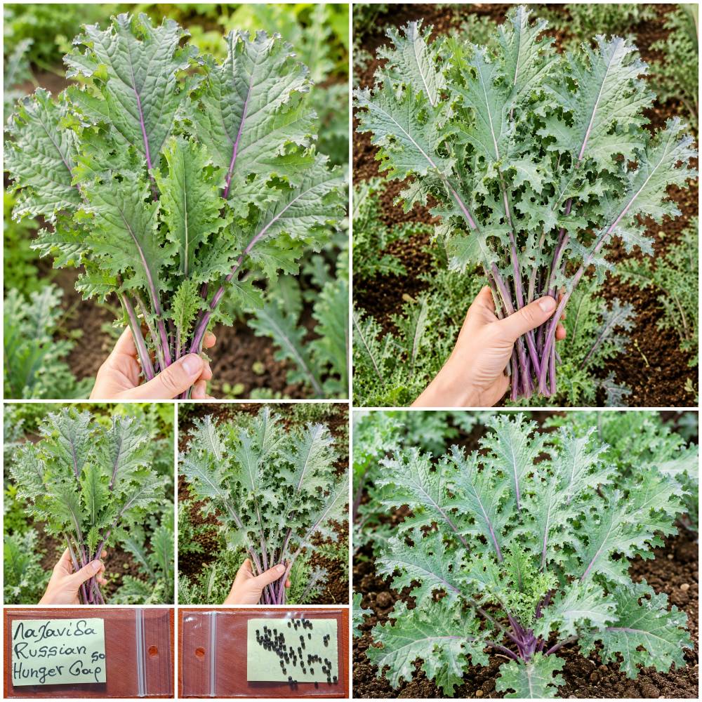 1359 Λαχανίδα Kale ''Russian Hunger Gap'' Παραδοσιακή BIO - Image 1