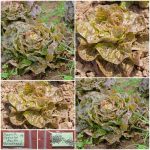 Μαρούλι ”Speckled Amish Butterhead” Παραδοσιακό BIO