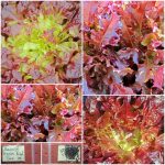 Μαρούλι ”Hyper Red Oak” Παραδοσιακό BIO