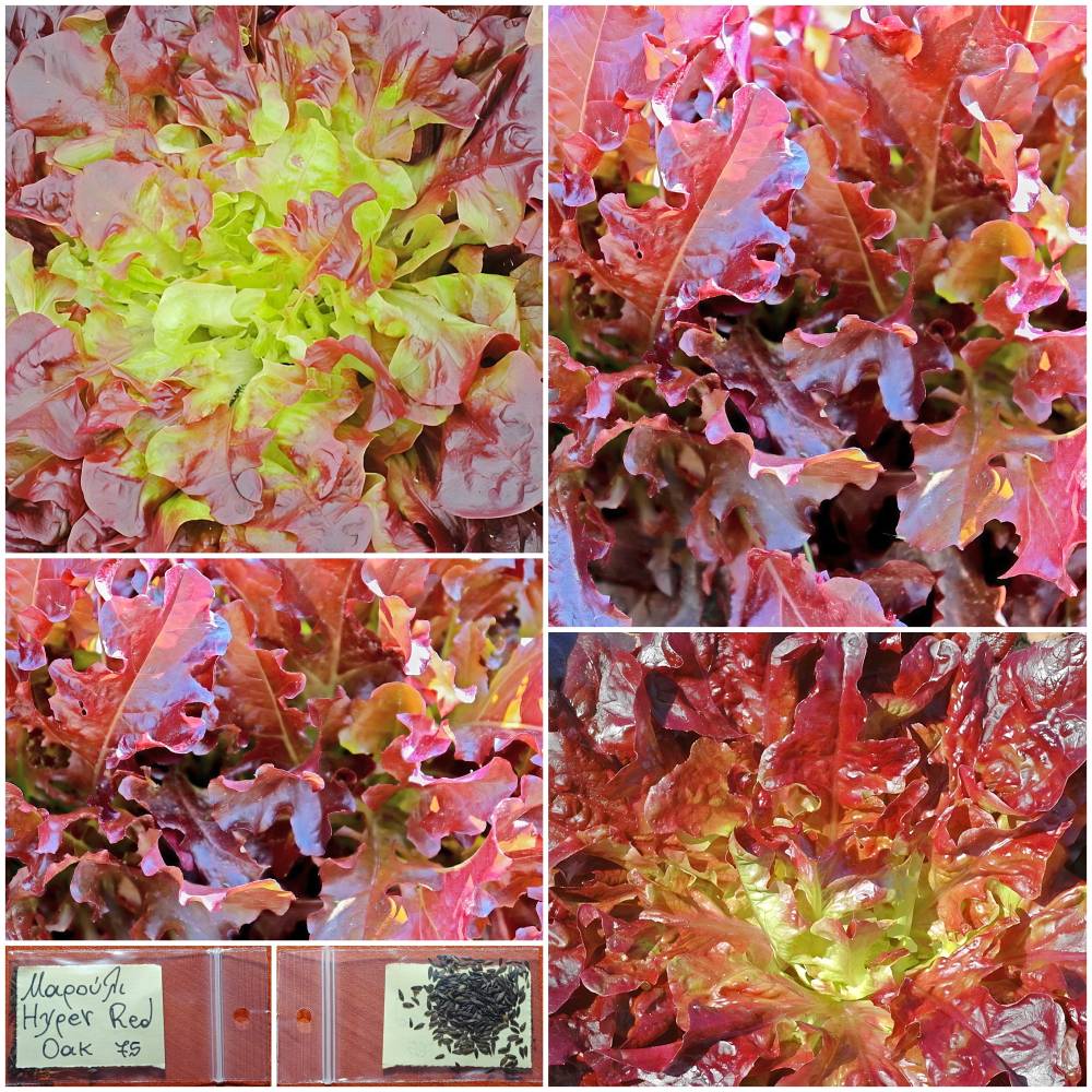 1362 Μαρούλι ”Hyper Red Oak” Παραδοσιακό BIO - Image 1