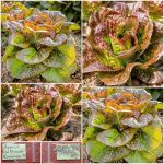 Μαρούλι ”Red Butter Romaine” Παραδοσιακό BIO