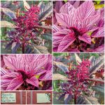 Αμάρανθος - Βλίτο ''Hopi Red Dye'' Παραδοσιακό BIO
