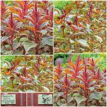 Αμάρανθος - Βλίτο ''Vietnamese Red'' Παραδοσιακό BIO