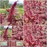 Αμάρανθος - Βλίτο ''Rodale Red Leaf'' Παραδοσιακό BIO