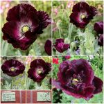Παπαρούνα ''Black Poppy'' Μαύρη Παραδοσιακή BIO