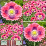 Παπαρούνα ''Hens And Chicks'' Παραδοσιακή BIO