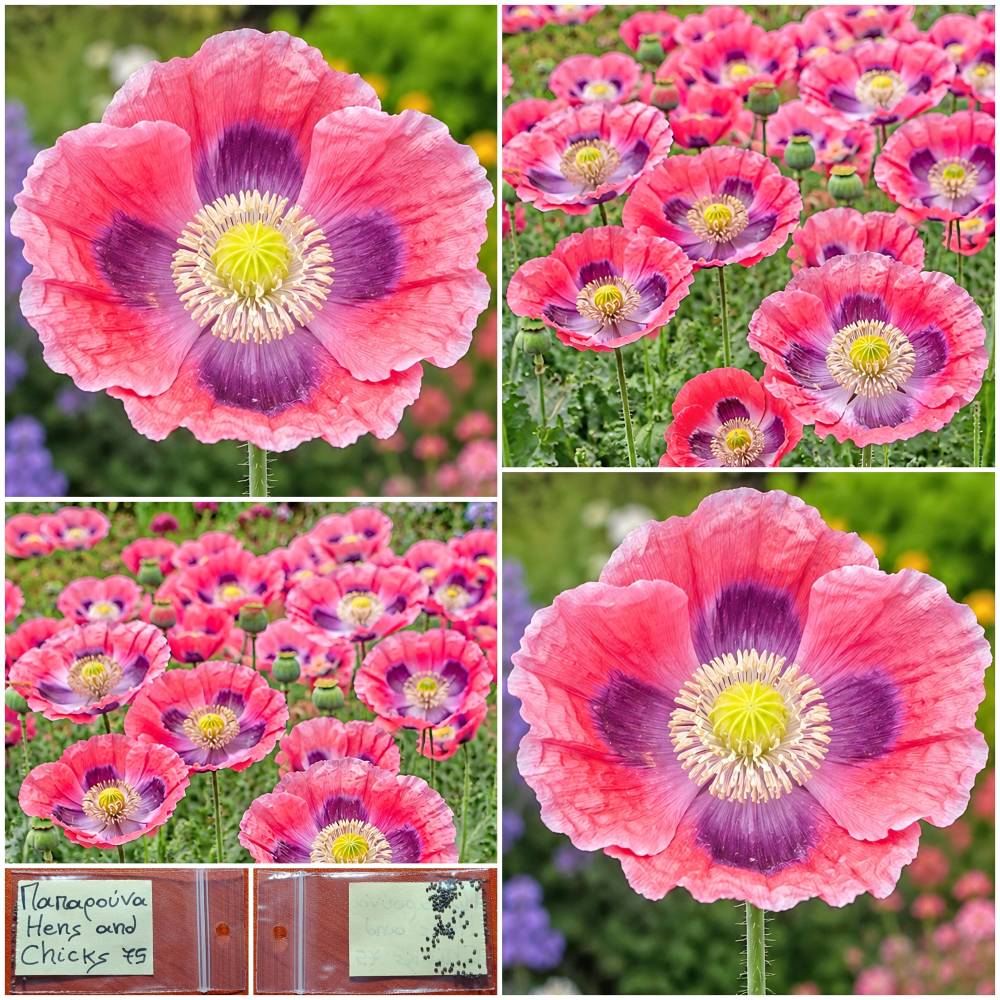 1387 Παπαρούνα ''Hens And Chicks'' Παραδοσιακή BIO - Image 1