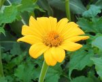 Ηλίανθος ''Yellow Torch'' Παραδοσιακός BIO - Image 2