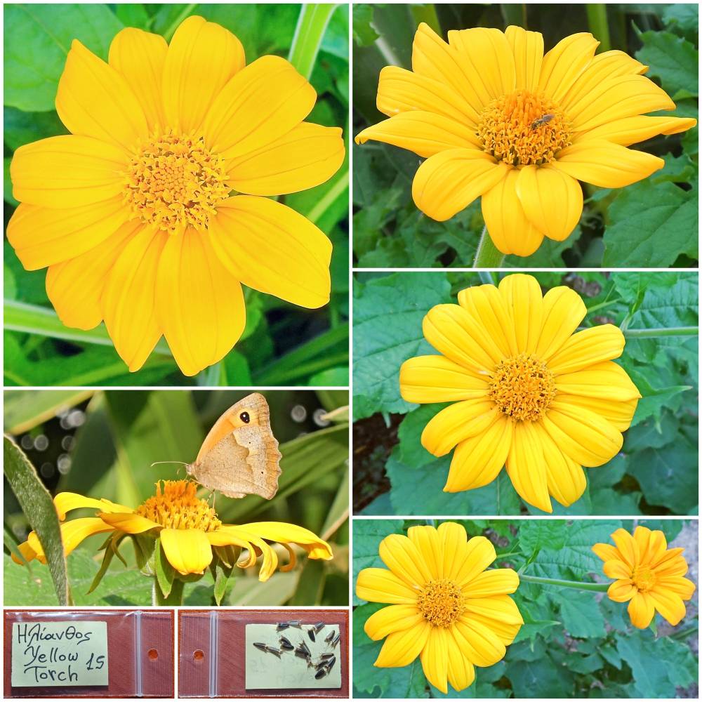 1395 Ηλίανθος ''Yellow Torch'' Παραδοσιακός BIO - Image 1