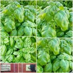Βασιλικός ''Genovese'' Παραδοσιακός