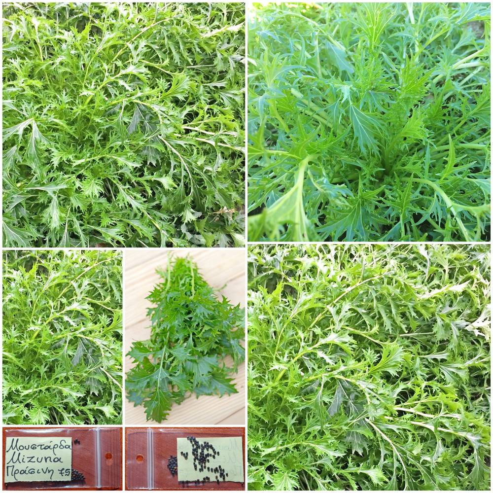 1403 Μουστάρδα ''Mizuna'' Πράσινη Παραδοσιακή BIO - Image 1