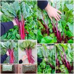Σέσκουλο Κόκκινο ''Rhubarb Chard'' Παραδοσιακό