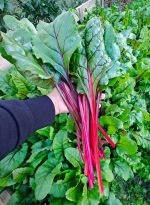 Σέσκουλο Κόκκινο ''Rhubarb Chard'' Παραδοσιακό - Image 3