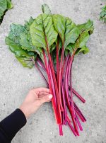 Σέσκουλο Κόκκινο ''Rhubarb Chard'' Παραδοσιακό - Image 6