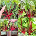 Σέσκουλο Κόκκινο ''Ruby Red'' Παραδοσιακό
